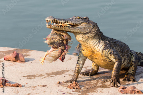 wildlife crocodile catches and eating a chicken
