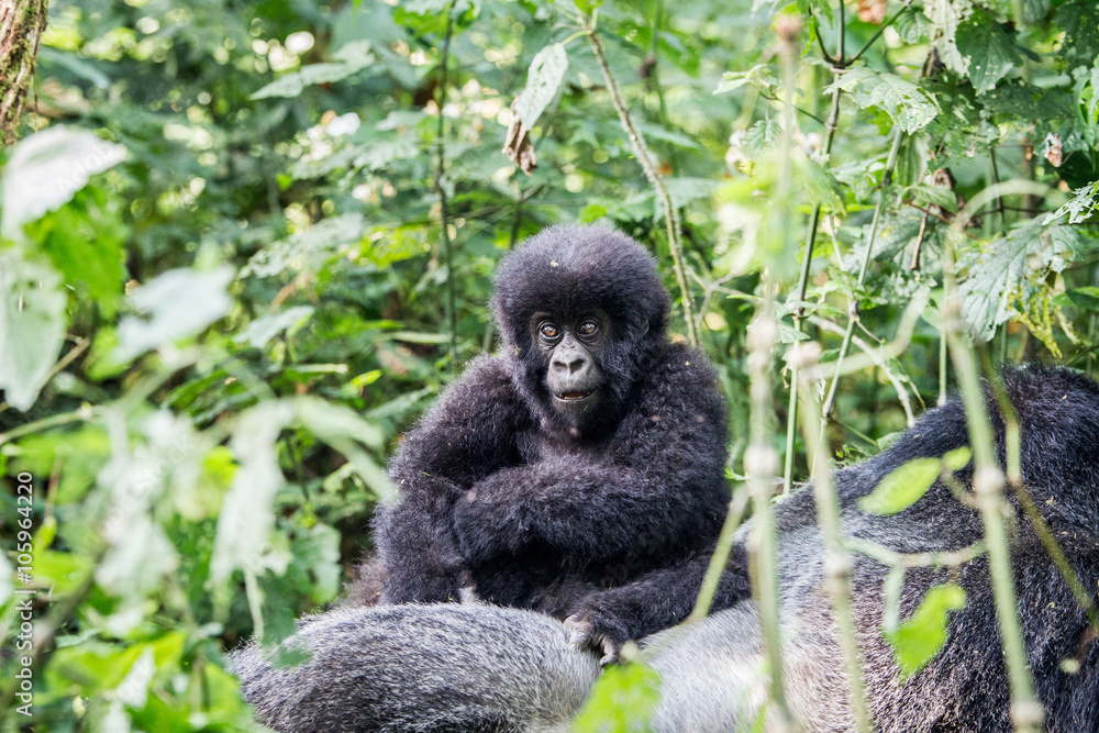 Obraz premium Baby Mountain gorilla