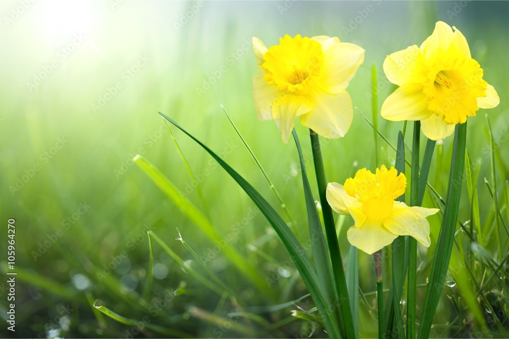 Flower. Flower.