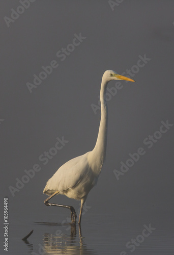 Great White Heron (Egretta Alba) standing in the sunlight on a foggy day