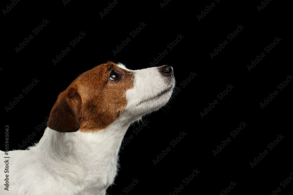 Closeup Portrait Jack Russell Terrier Dog Looking up in Profile