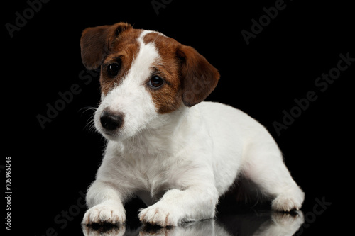 Cute Jack Russell Terrier Puppy Lies on Mirror, Looking Camera