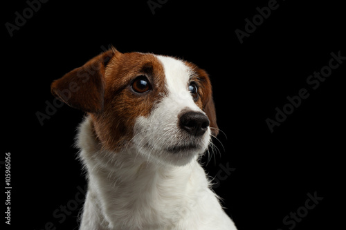 Closeup Portrait of look within Jack Russell Terrier Puppy isolated © seregraff