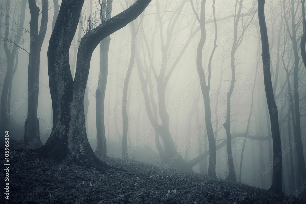 Naklejka premium spooky old twisted trees in dark forest on halloween