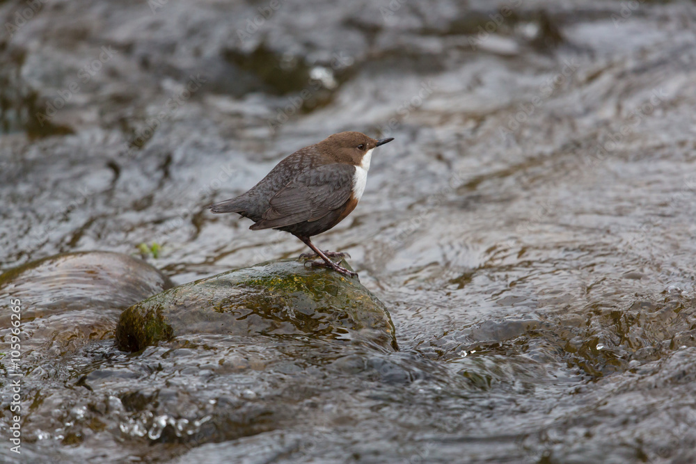 white-throated dipper (Cinclus cinclus) standing in a stream white-throated dipper (Cinclus cinclus) standing in a stream