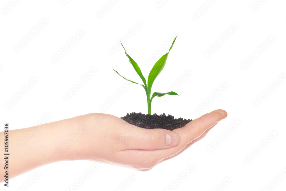 hands holding green small plant new life concept hands holding green small plant new life concept