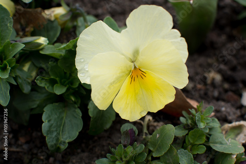 Gelbes Stiefm  tterchen im Garten