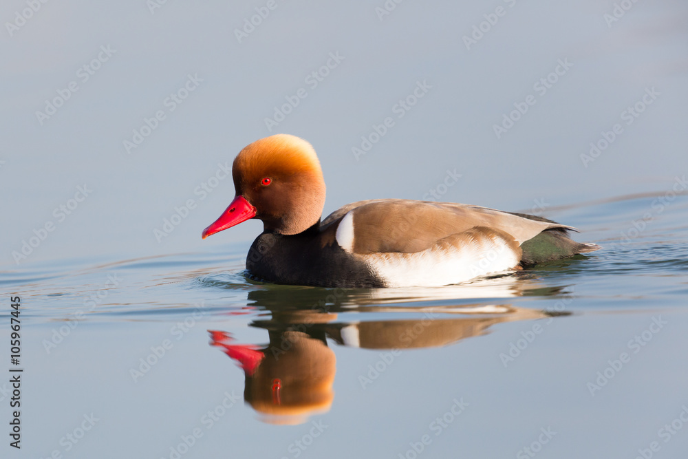 Male red-crested pochard (Netta rufina) swimming and reflected in the water surface Male red-crested pochard (Netta rufina) swimming and reflected in the water surface