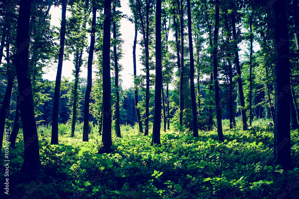 Fototapeta premium beautiful green forest