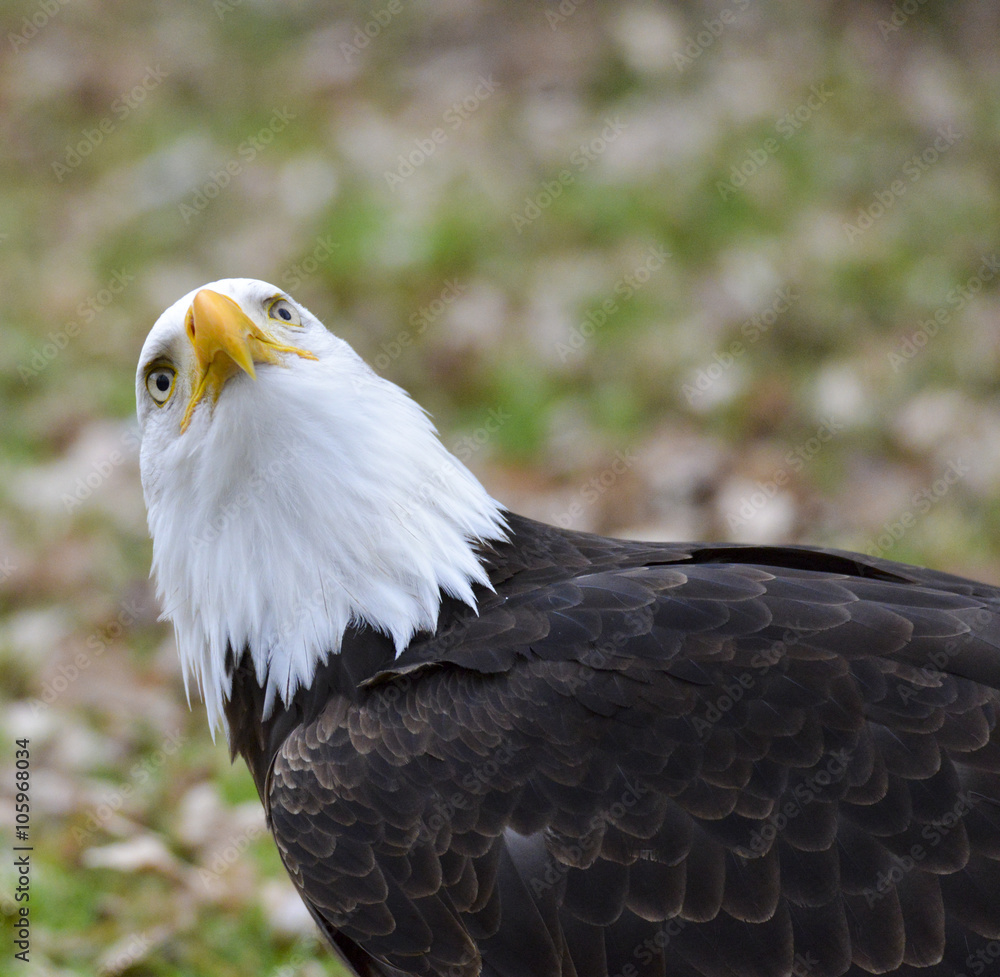 Fototapeta premium Weißkopfseeadler