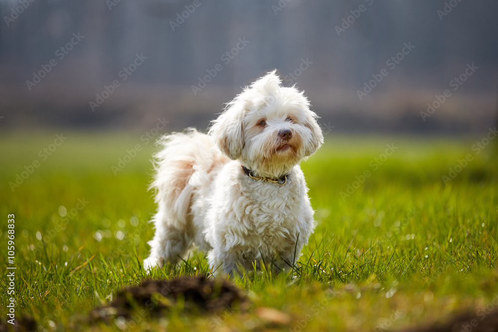 Havanese dog standing in the meadows Havanese dog standing in the meadows