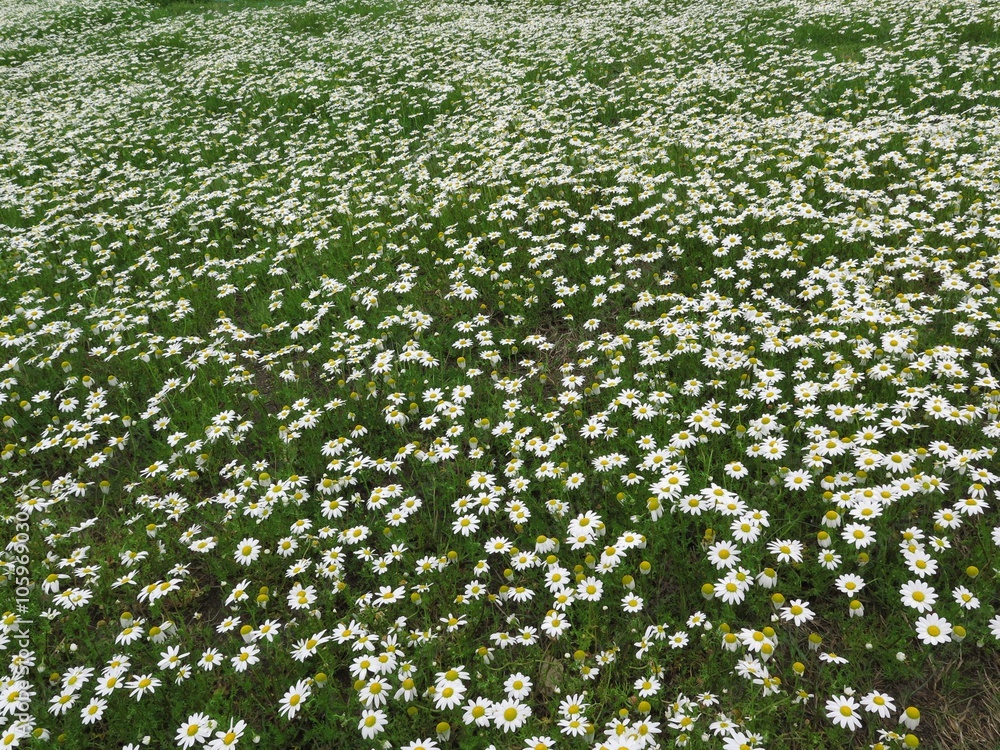Bellis perennis Bellis perennis