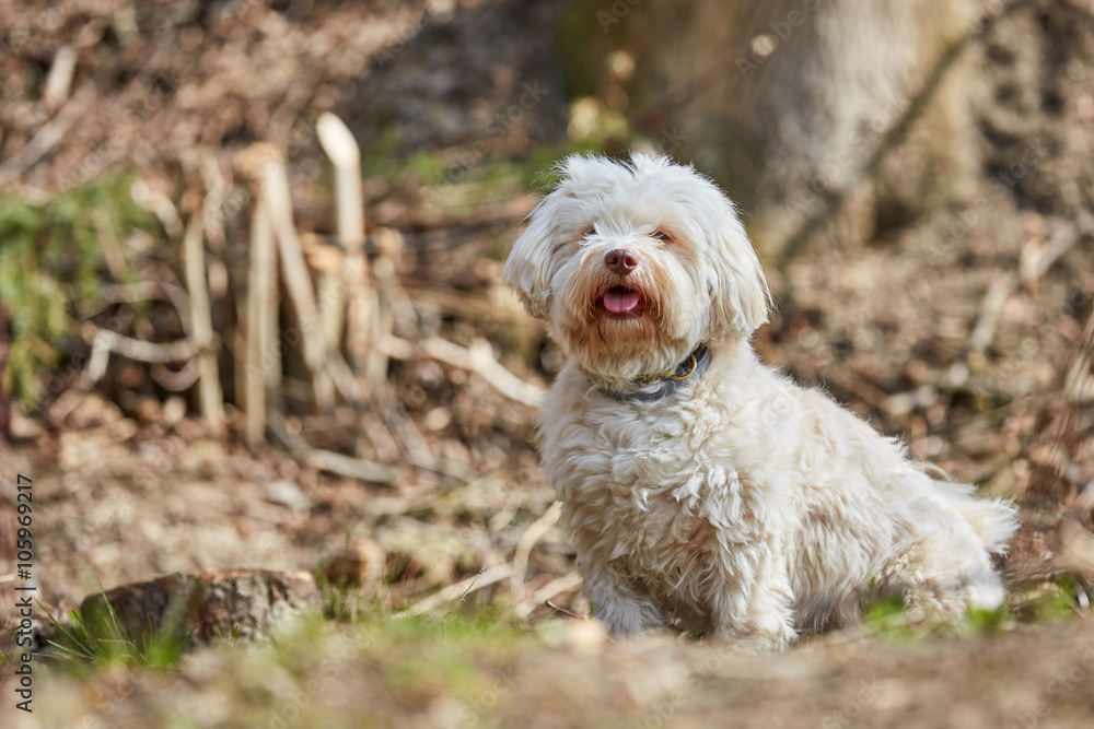 Havanese dog sitting in the forest Havanese dog sitting in the forest
