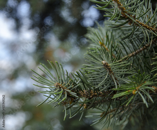 Pine tree branches and needles