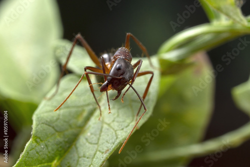 Macro photo at high magnification of an ant © gordzam