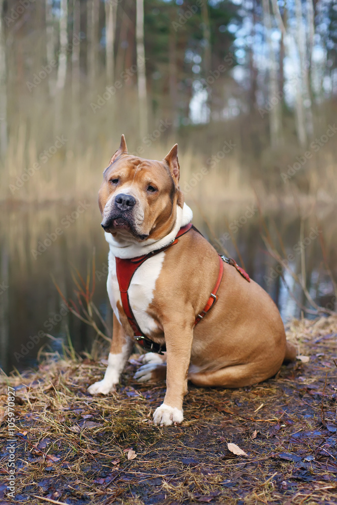 American Staffordshire Terrier dog sitting outdoors in the forest