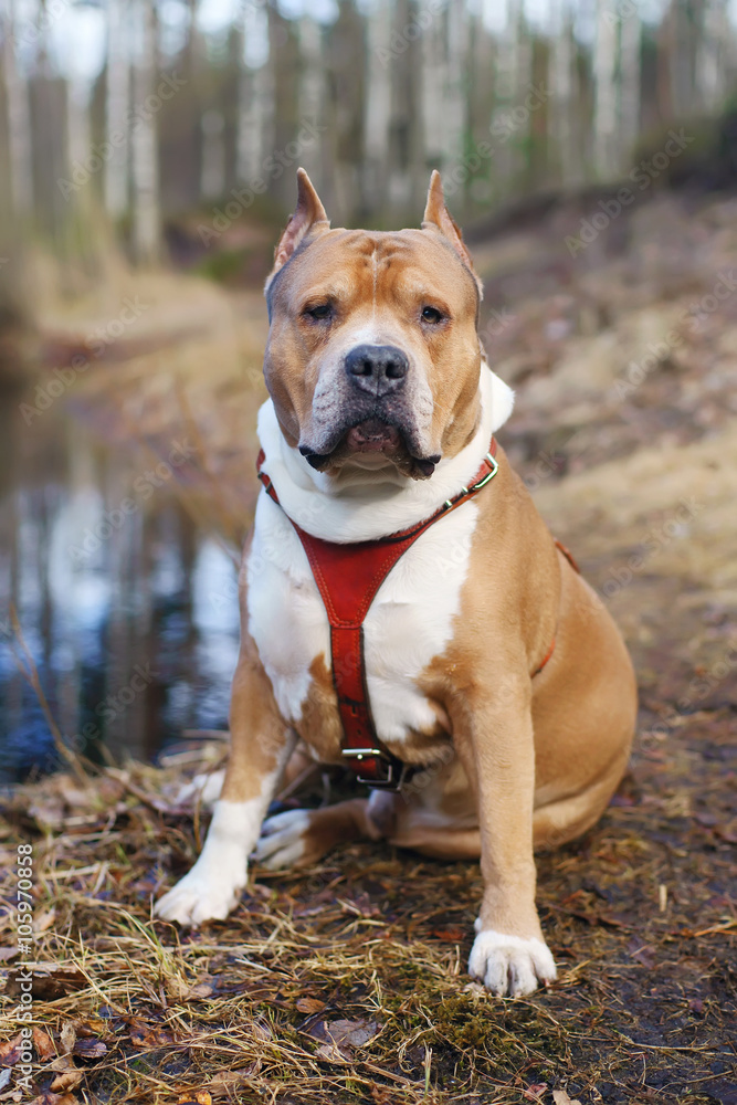 American Staffordshire Terrier dog sitting outdoors in the forest