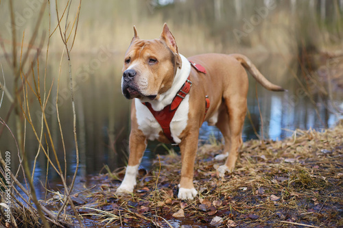 American Staffordshire Terrier dog staying outdoors in the forest