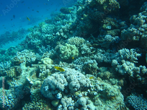 The coral reef on the sand bottom. Underwater paradise for scuba diving, freediving. Red sea, Dahab, Egypt.