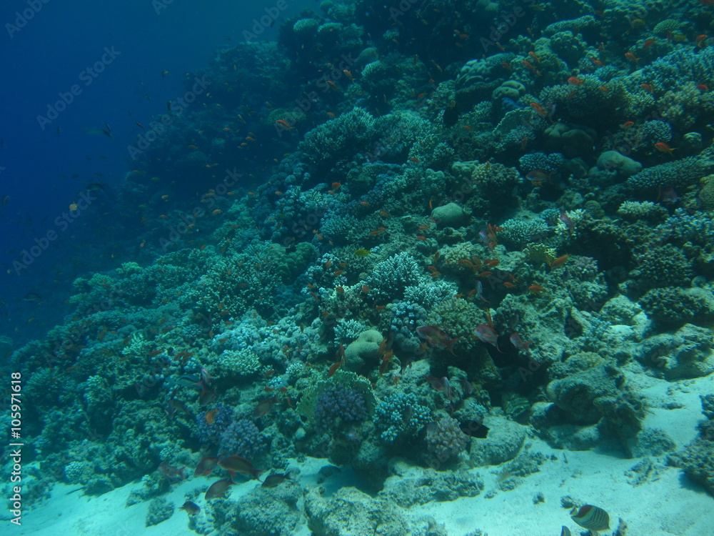 The coral reef on the sand bottom. Underwater paradise for scuba diving, freediving. Red sea, Dahab, Egypt.