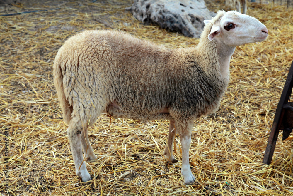 Fototapeta premium sheep in farm