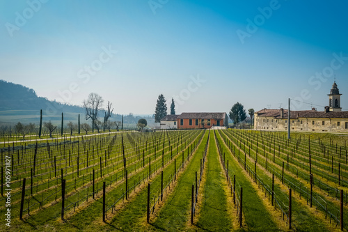Vigne filari di Amarone, Valpolicella, Italia