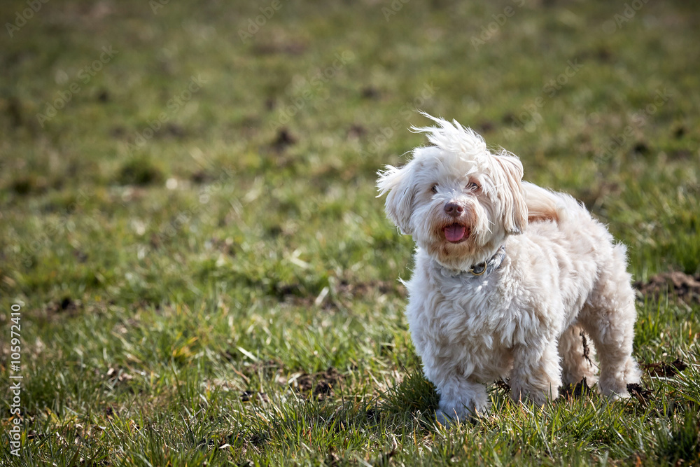 Havanese dog standing in the meadows Havanese dog standing in the meadows