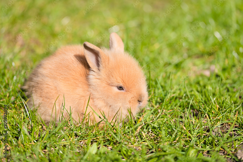 Fototapeta premium Baby rabbit in green grass