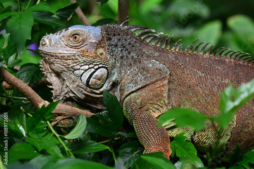 An iguana poses for its portrait in the gardens.