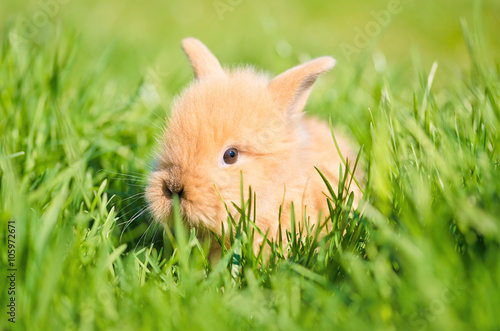 Baby rabbit in green grass