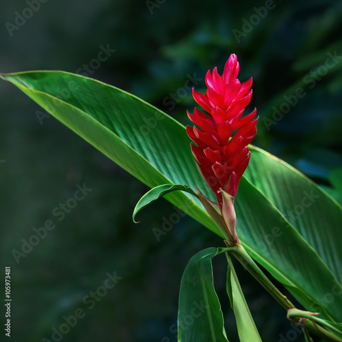 Ginger red tropical flower plant square composition