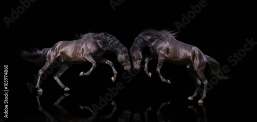 Fototapeta Naklejka Na Ścianę i Meble -  isolate of the two black dangerous horse