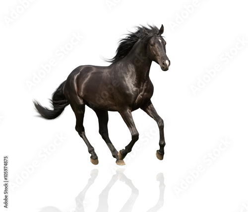 Fotografie, Obraz isolate of the black horse run