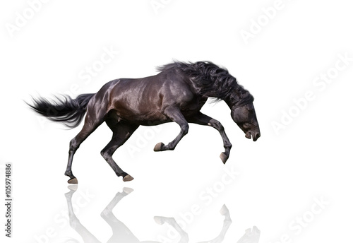 Fototapeta Naklejka Na Ścianę i Meble -  isolate of the black dangerous horse