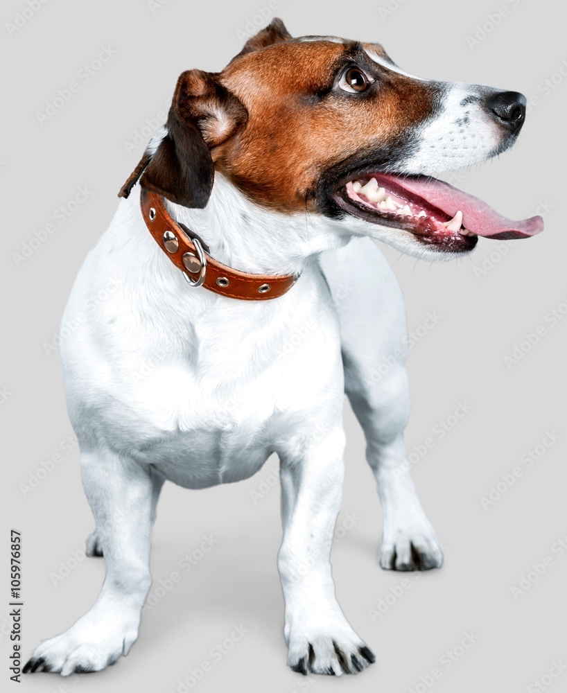 Dog. Dog.
