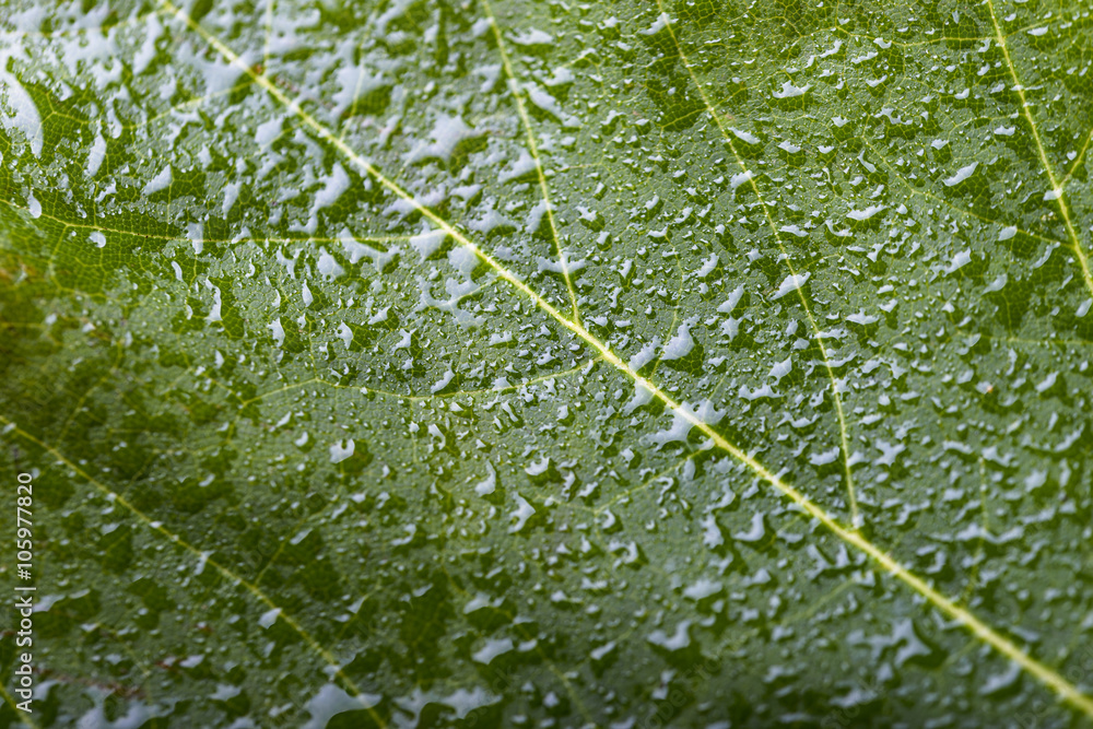 macro green leaf with water drops macro green leaf with water drops