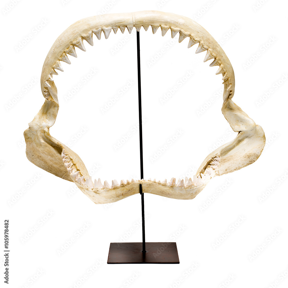 Shark's Jaw and Teeth Skeleton on Stand Over White Background Stock