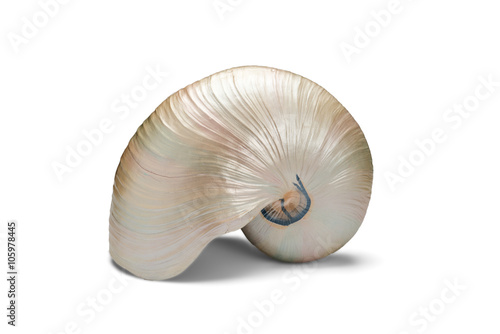 Snail Shell Over a White Background