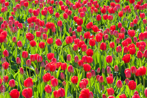 Tulip culture  Netherlands