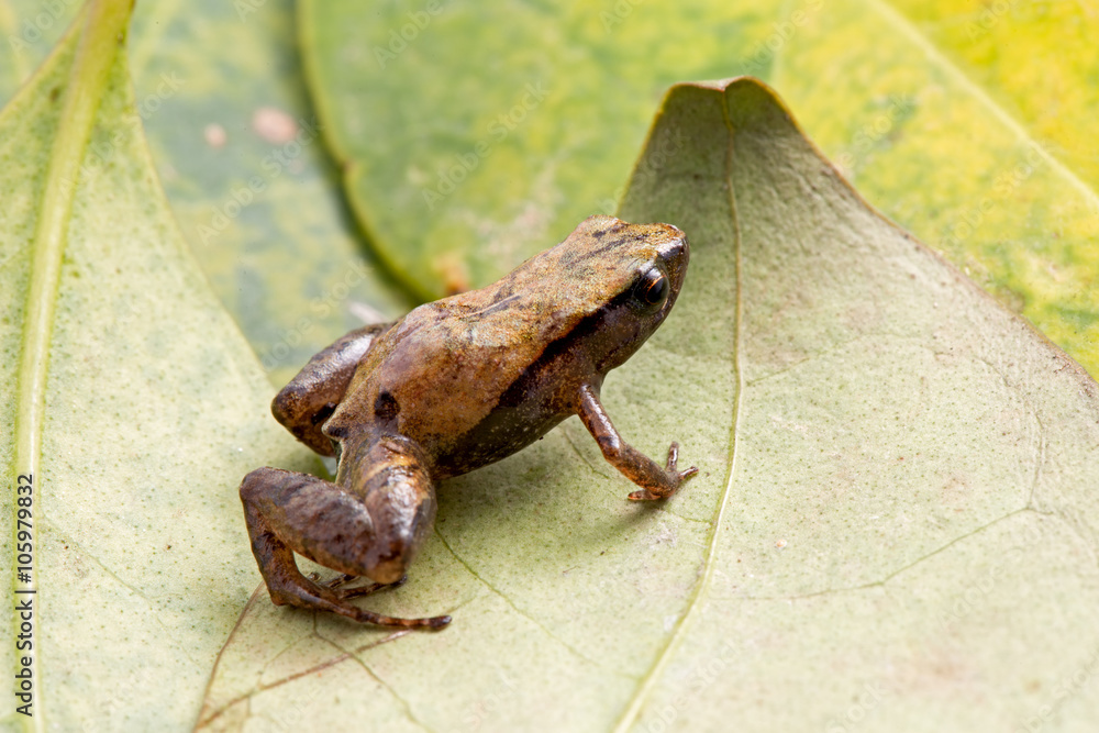Naklejka premium tiny frog of cloud forests Bolivia