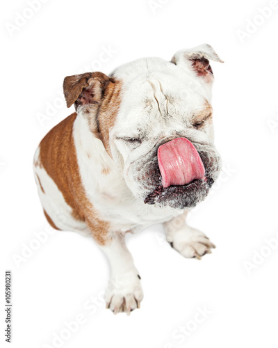 Funny Dog Squinting Eyes Tongue Out