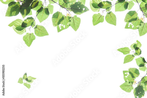 Green leaves isolated on white background