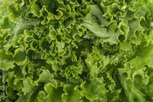 Canvas Print Background of batavia salad