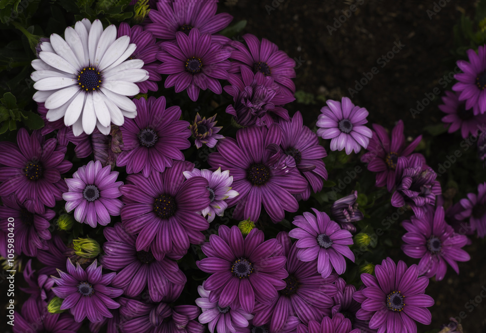 A beautiful white daisy surrounded by purple daisies A beautiful white daisy surrounded by purple daisies