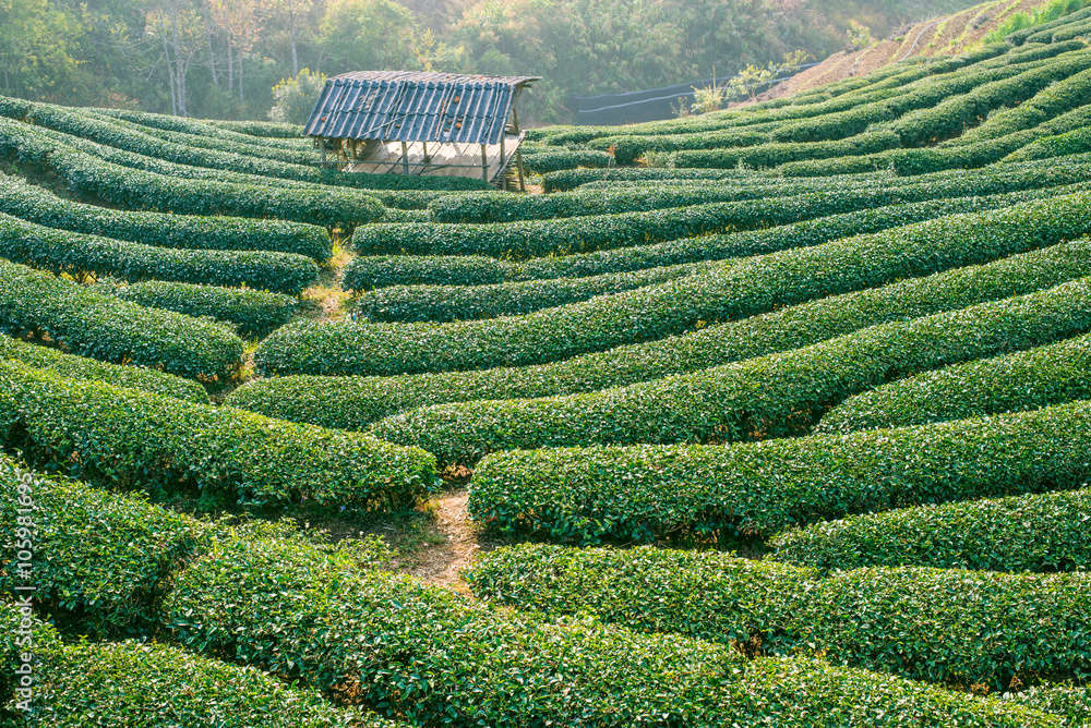 Green tea plantation on mountain