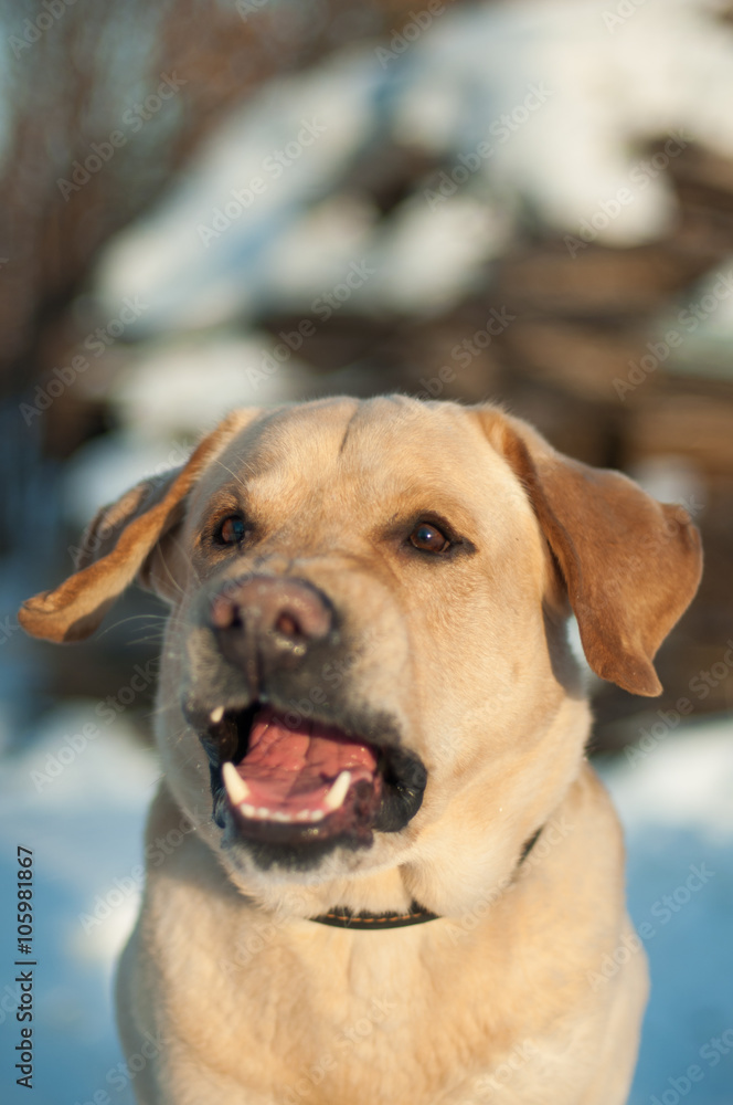 Labrador retriever barking