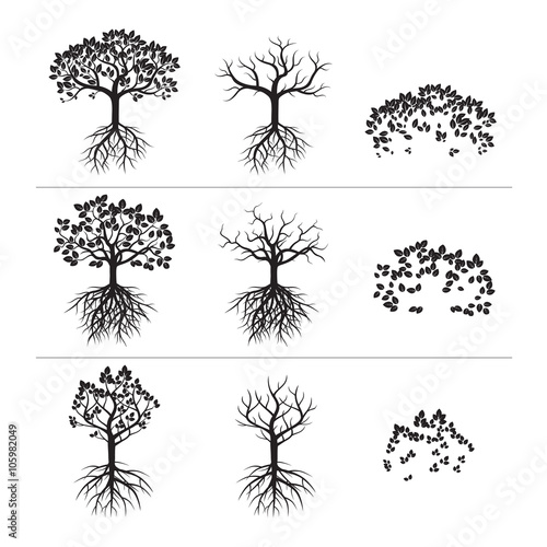 Set of Black Trees and Roots