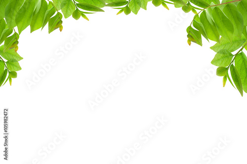 Fresh Green leaf isolated background.