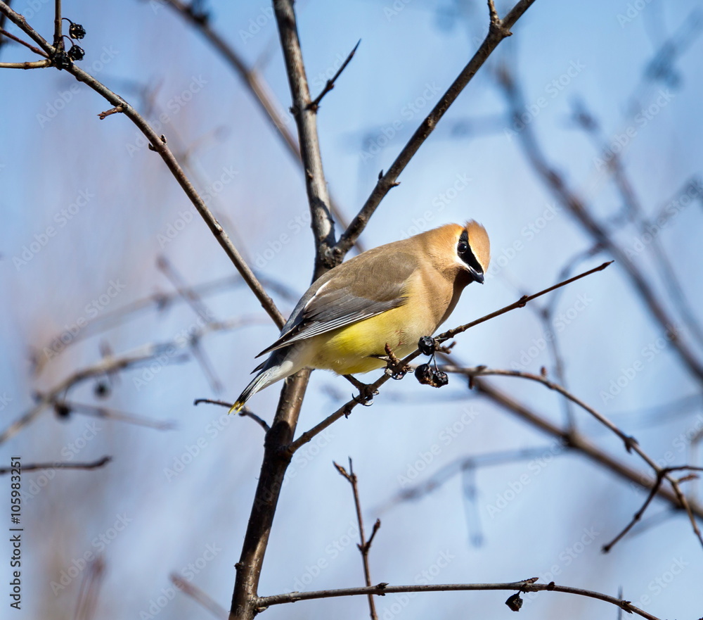 Naklejka premium The Bohemian waxwing is a starling-sized perching bird that breeds in the northern forests of Eurasia and North America. It has mainly buff-grey plumage, black face markings and a pointed crest.