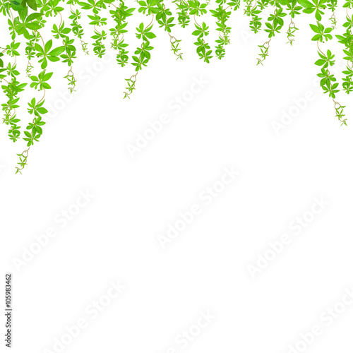green leaves on white background,with clipping path.